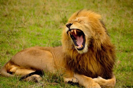 危险非洲荒野动物园狮子鬃毛野生牙齿野生动物牙齿