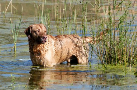 站在水中的宠物狗图片