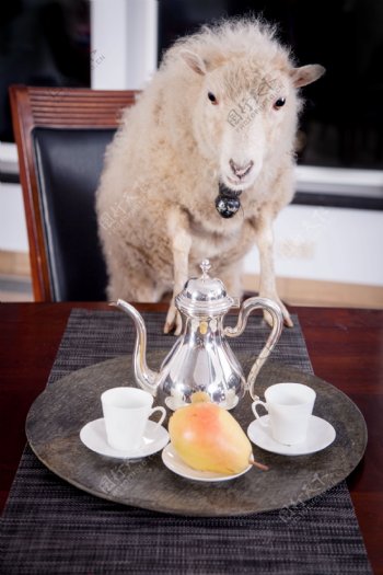 餐桌旁的羊图片