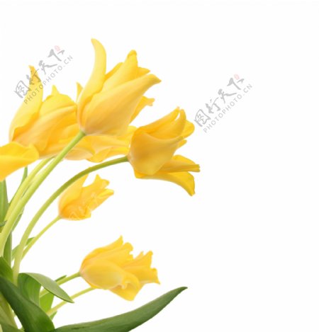 黄色鲜花背景素材图片