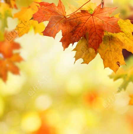 秋季枫叶摄影图片