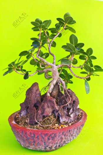 个性植物盆栽图片