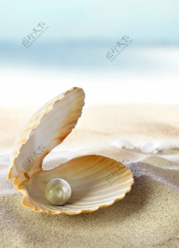 贝壳里的珍珠特写图片图片