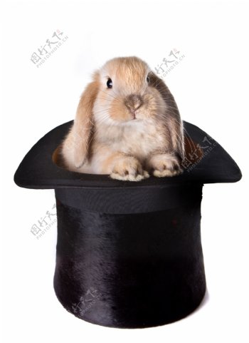 帽子里的兔子图片
