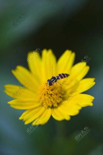 黄色雏菊花上的蜜蜂图片