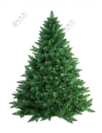 绿色圣诞树图片