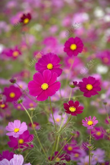 紫色小雏菊花图片图片