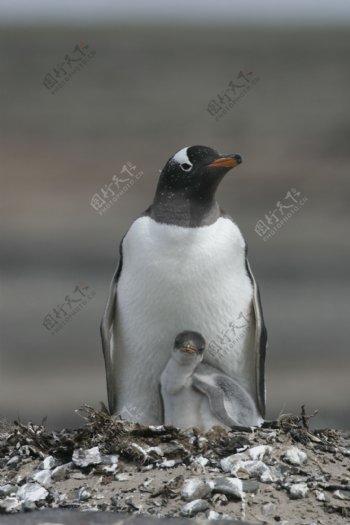 企鹅妈妈与孩子图片