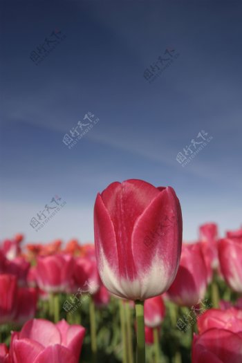 郁金香鲜花背景图片