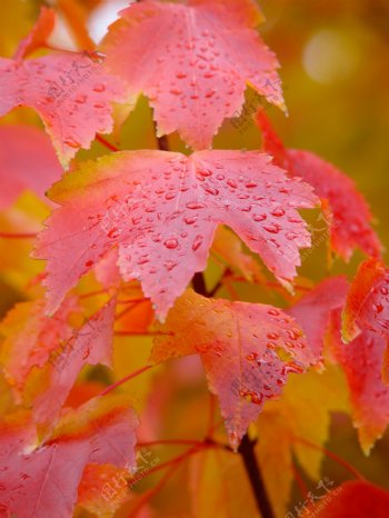 高清雨水打湿的枫叶图片