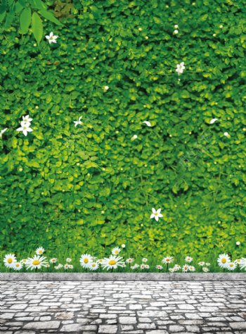 绿藤墙风景图片