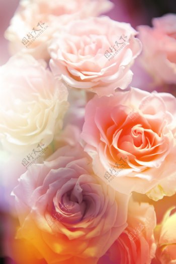 唯美粉色玫瑰花图片