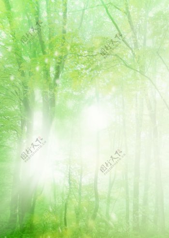 唯美绿色森林图片