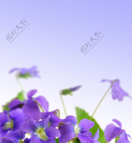 唯美紫色蝴蝶花图片