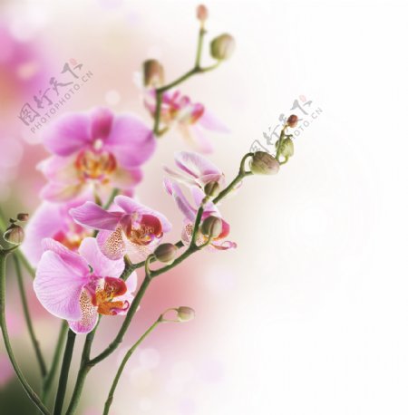 唯美粉色蝴蝶兰图片