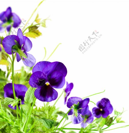 鲜艳紫色花草植物图片