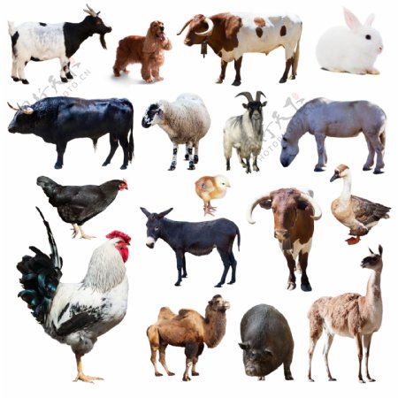17种家禽家畜动物高清图片