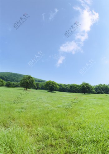 绿色草地主题风景图片