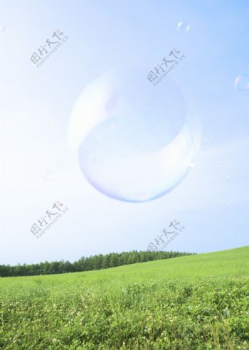 草原上的水泡高清图片