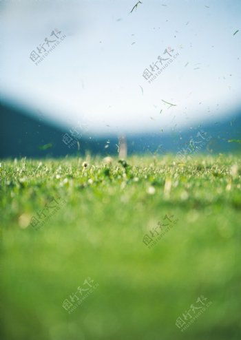 高尔夫球场草地上飞起的灰尘图片