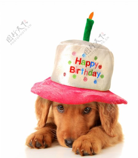 带生日帽的小狗图片