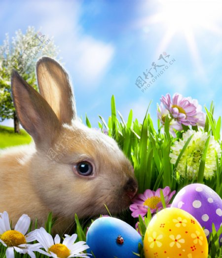 草地上的兔子和彩蛋图片