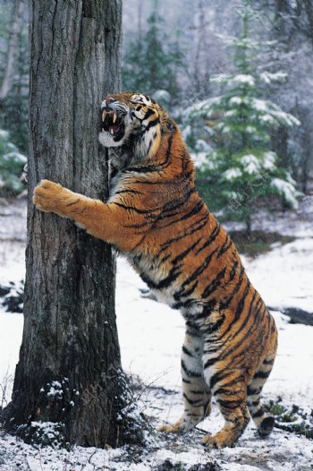 树林里的老虎