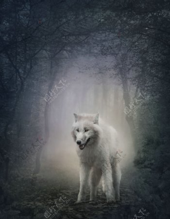 森林里的狼