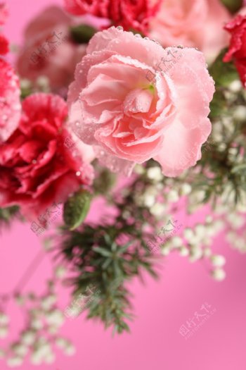 粉色和红色玫瑰花