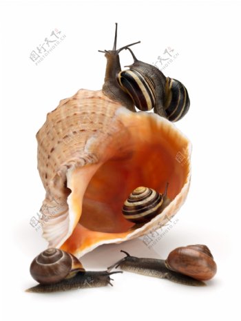 海螺与蜗牛