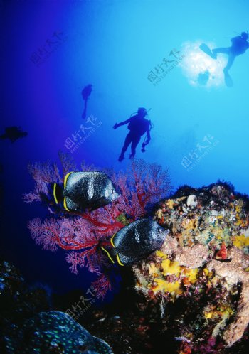 海底鱼类与珊瑚高清图片