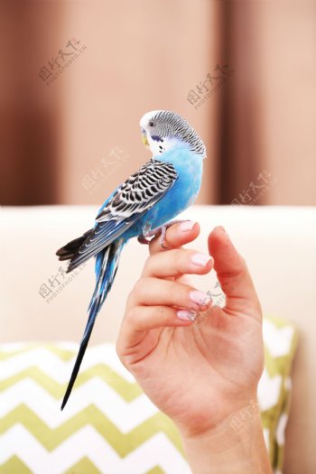 手上的蓝色鹦鹉