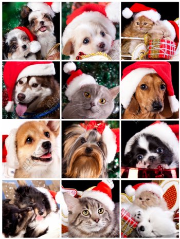 带着圣诞帽子的动物图片