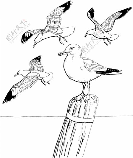 鸟类素描动物素描