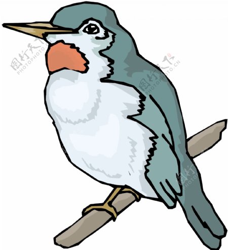 各种鸟类鸟动物矢量素材EPS格式0389