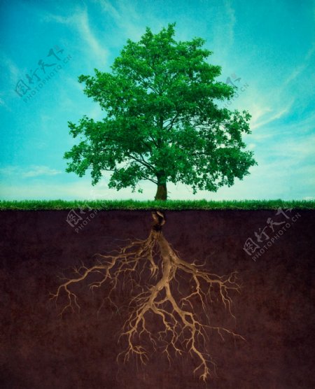 绿色树木和根部