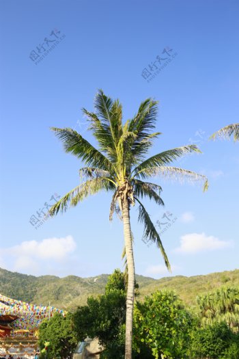 海南椰子树图片