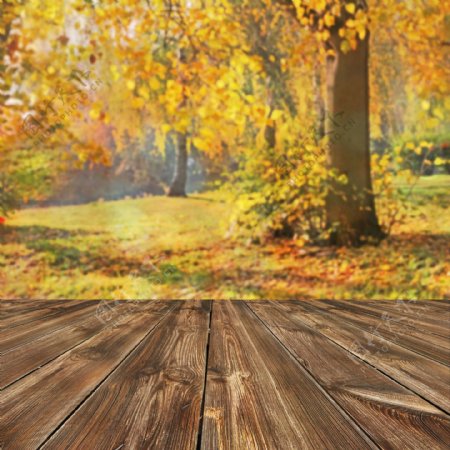 秋天枫树林地板背景图片