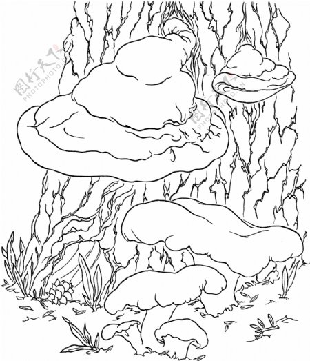 蘑菇植物菌类