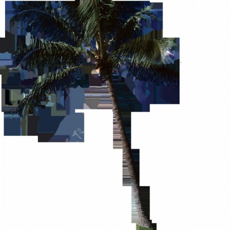 唯美高清近景椰子树素材