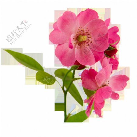 粉色花朵唯美素材高清