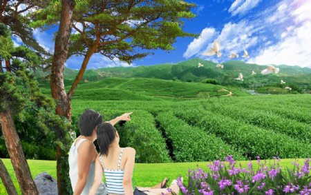 自然风景茶山