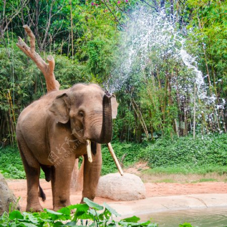 鼻子喷水的大象图片