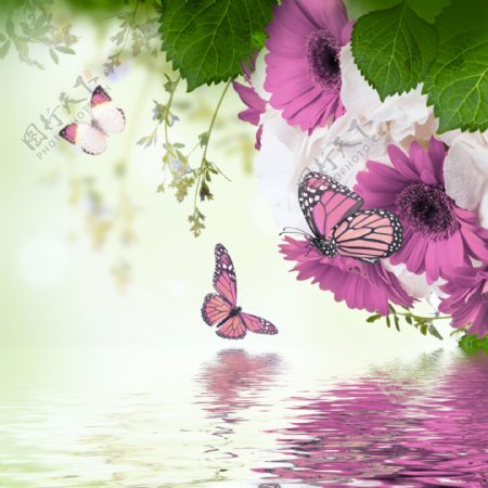 蝴蝶和花朵图片