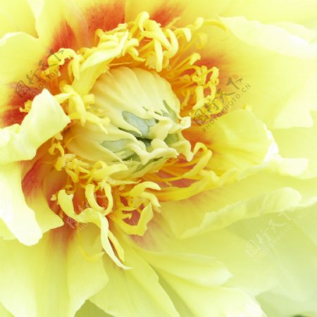 黄色牡丹花图片