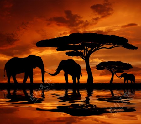 非洲动物