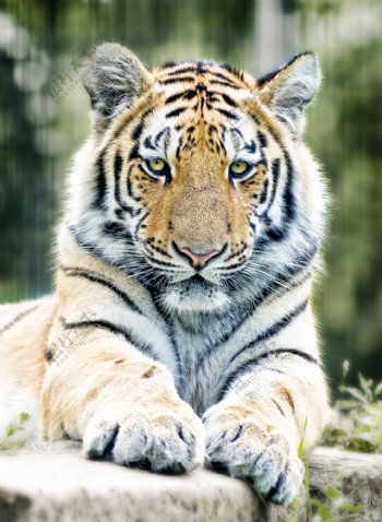 动物园西伯利亚虎