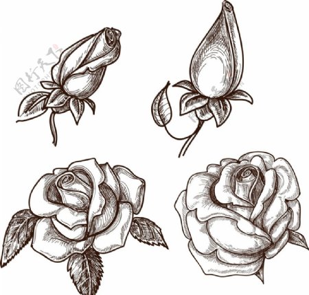 欧式素描玫瑰花