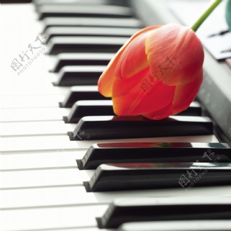 钢琴上的郁金香特写图片