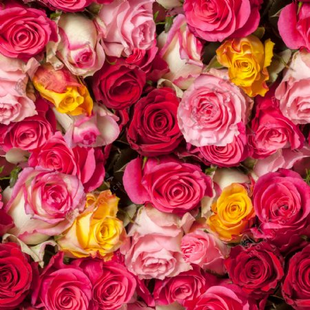 五颜六色的玫瑰花